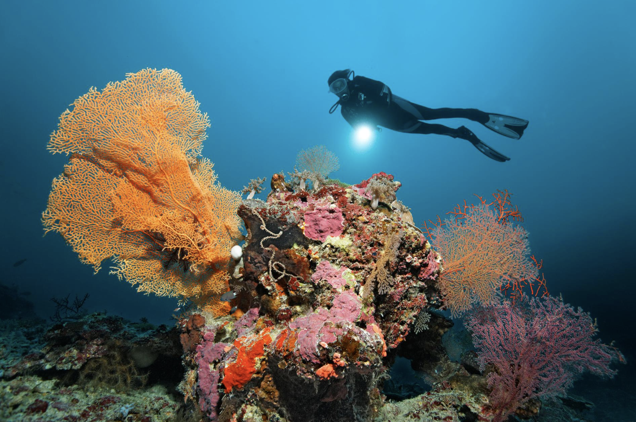 Assessment: World Heritage coral reefs likely to disappear by 2100 unless  CO2 emissions drastically reduce