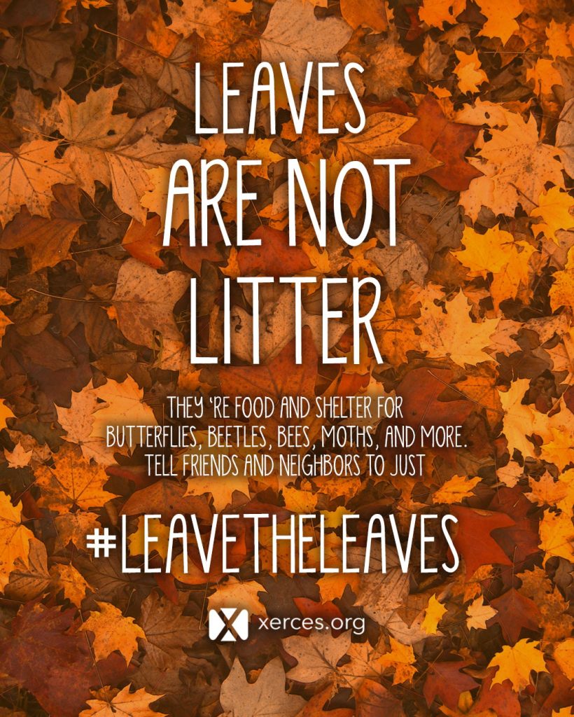 Leave the Leaves! – Bethesda Green