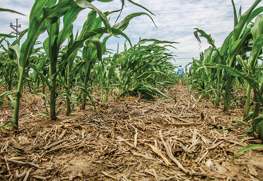 Crop Rotations - Rodale Institute