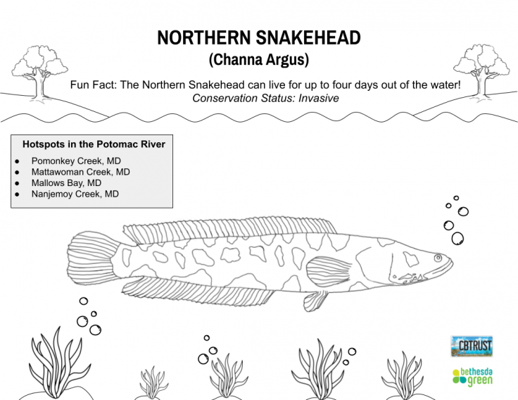 The Snakehead Dilemma. Considering an Often-Maligned Species